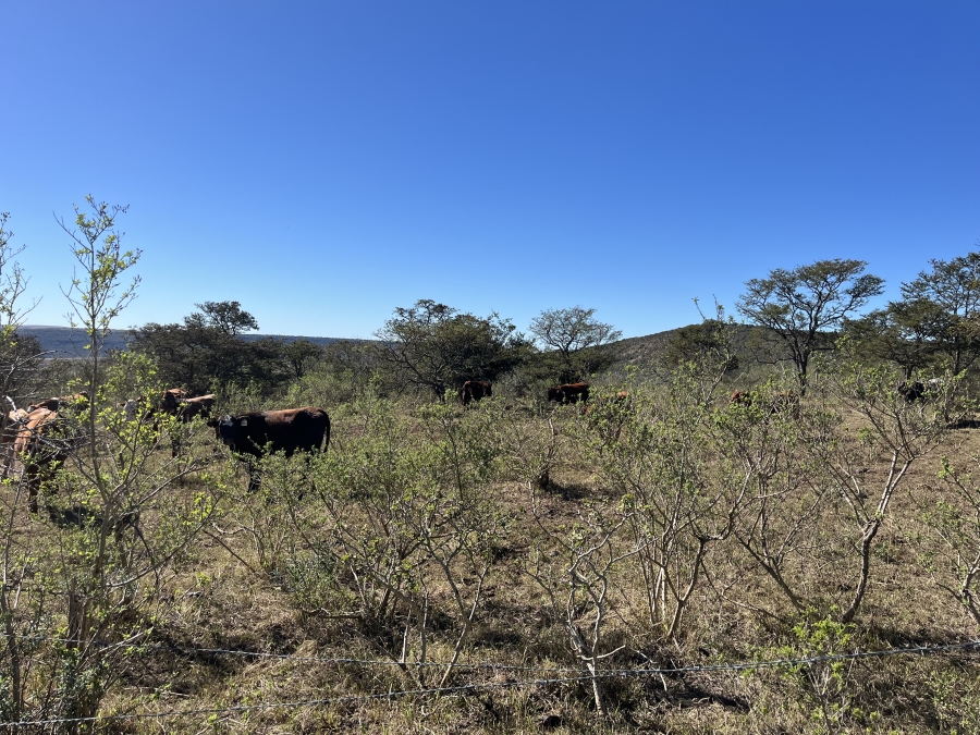 0 Bedroom Property for Sale in Stutterheim Rural Eastern Cape